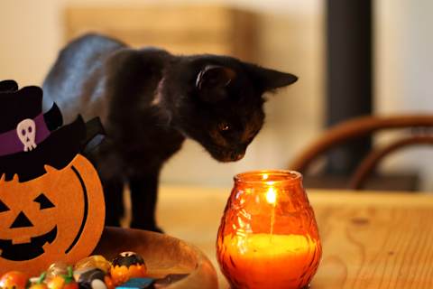 We all know cats love to knock things over.