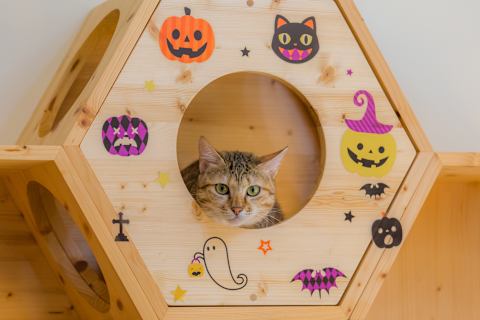 A safe, quiet area is the best place for your pet to spend Halloween.