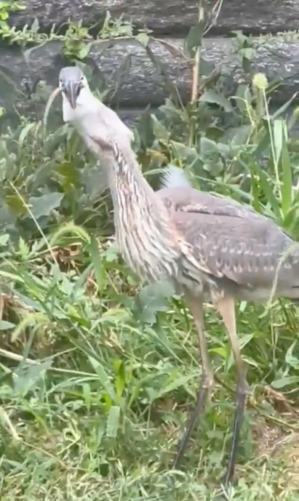 The great Blue Heron eating the rat.