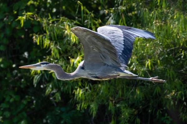 A Great Blue Heron flying